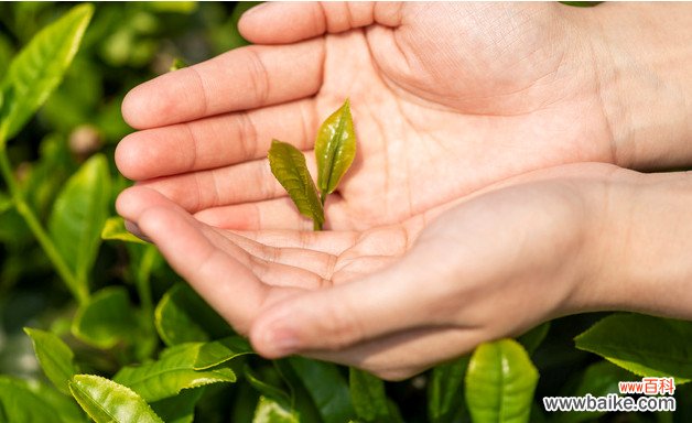 怎样用茶和奶做饮料 用茶和奶做饮料方法详解