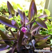 寓意深远，寄托美好 紫竹梅花语