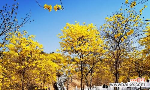传递幸福与温暖的花朵 风铃花的花语
