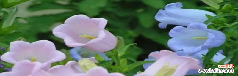 传递幸福与温暖的花朵 风铃花的花语