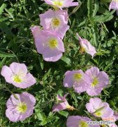 寻找内在的美丽与平静 月见草的传说与花语