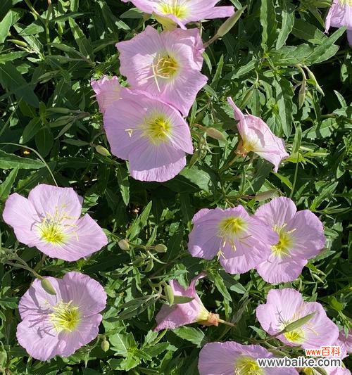 寻找内在的美丽与平静 月见草的传说与花语