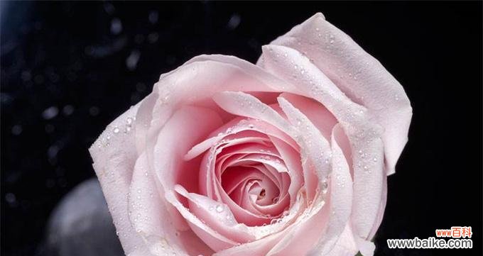 探寻玫瑰花背后的情感意义 玫瑰花的花语解析