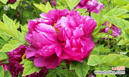 探究黑牡丹的传说与文化内涵 黑牡丹花语,代表着深情厚谊