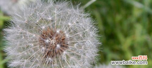 探寻其美好寓意,感受生命的力量 解读蒲公英花语