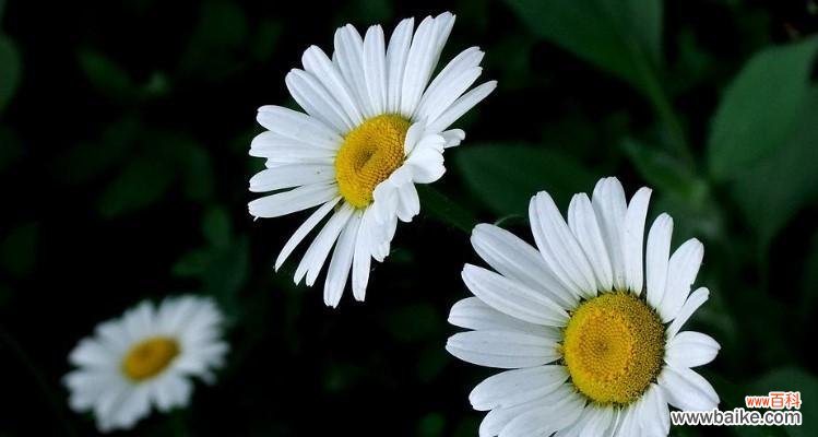 神秘的纯洁和永恒的爱，白色雏菊带来的情感启示 白色雏菊的花语