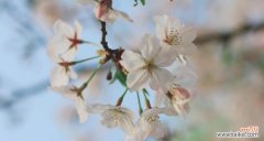 探寻日本樱花的文化内涵 樱花的花语