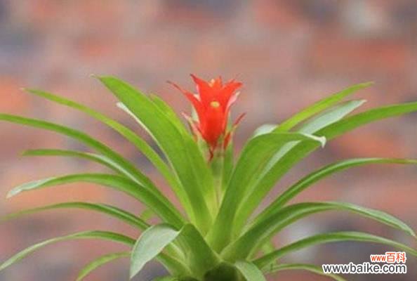 用花语传递祝福的意义与方法 以花语祝福——花语代表祝福的魅力