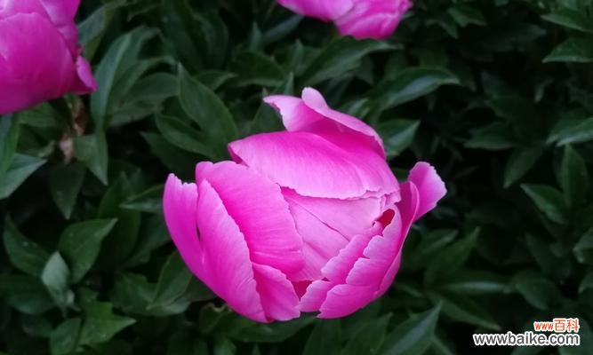 迈向新生的希望之花——百合花的象征意义与启示 用百合花寓意重新开始