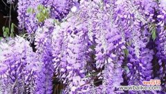 迈向新生的希望之花——百合花的象征意义与启示 用百合花寓意重新开始