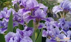 探索智慧的象征花卉及其文化寓意 智慧之花绽放——以何种花代表睿智