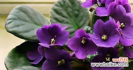 以花卉表达尊贵的情感和价值观 尊贵之花——向尊贵致敬的花卉世界