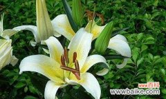 玫瑰花的花语揭示的浪漫爱情 以玫瑰花的花语为主题的爱情篇