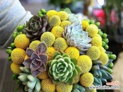 傲娇花的秘密心思揭秘 傲娇花语