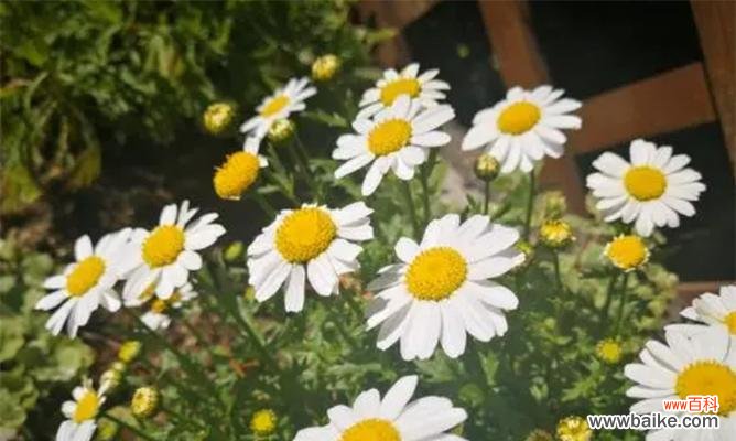 以郁金香为例探讨暗恋的花语 花语暗恋