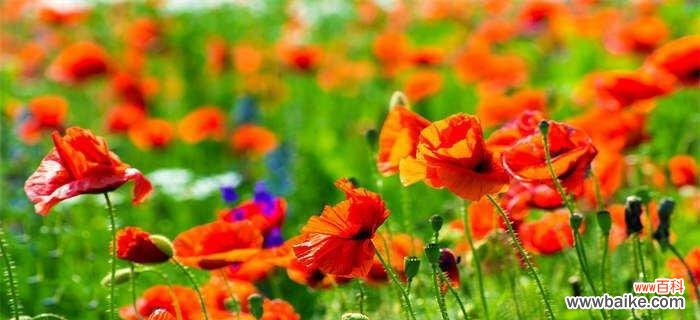 以白玫瑰的花语探寻救赎的意义 花海中的救赎