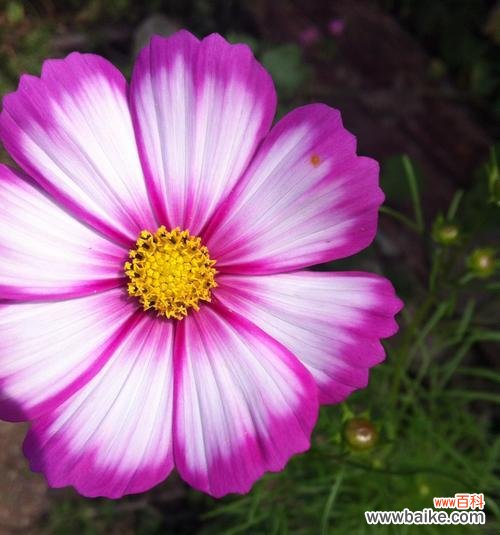 以白玫瑰的花语探寻救赎的意义 花海中的救赎