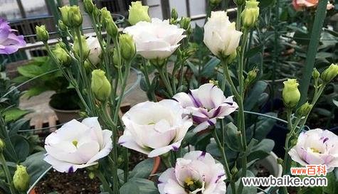 以白玫瑰的花语探寻救赎的意义 花海中的救赎