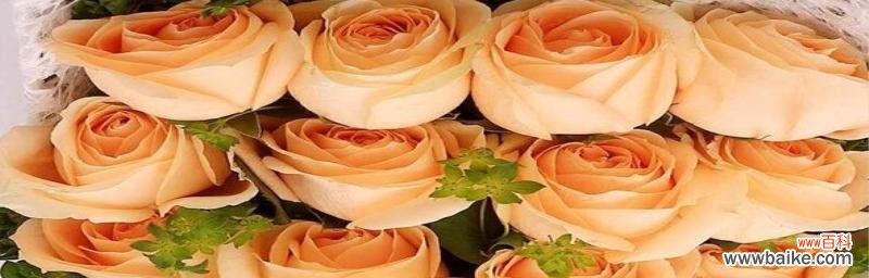 探寻香槟花语的深层含义 香槟花语