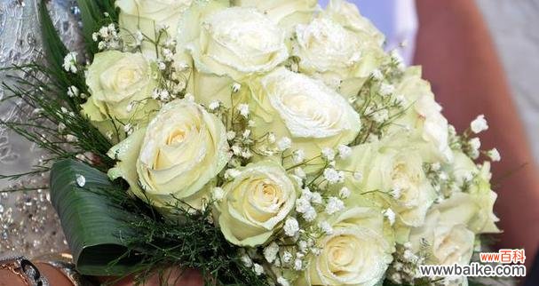 探寻香槟花语的深层含义 香槟花语