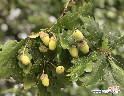 探寻橡树的生命力与坚韧品质 橡树的象征意义与传承