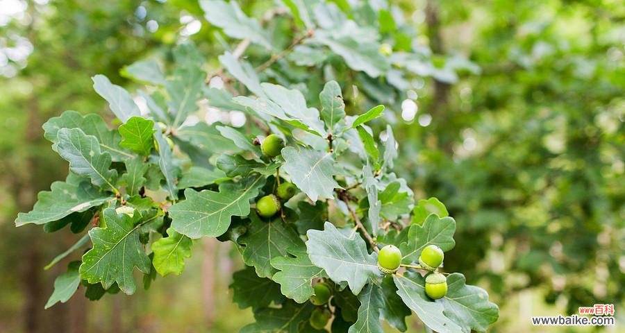 探寻橡树的生命力与坚韧品质 橡树的象征意义与传承