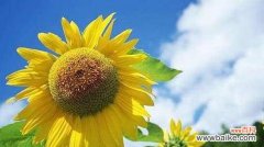 带你解读向日葵的花语和寓意 向日葵的花语和寓意