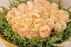 探寻香槟玫瑰的美丽与神秘 香槟玫瑰花语的意义及传承