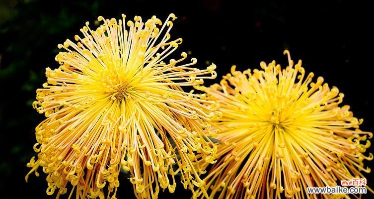 湘潭市花菊花的文化内涵与美丽之源 湘潭市花菊花的象征与寓意