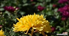 湘潭市花菊花的文化内涵与美丽之源 湘潭市花菊花的象征与寓意