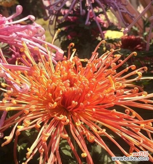 湘潭市花菊花的文化内涵与美丽之源 湘潭市花菊花的象征与寓意