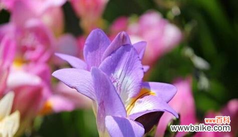 探索小苍兰花语的深层寓意及其心灵感受 小苍兰花语的象征与寓意