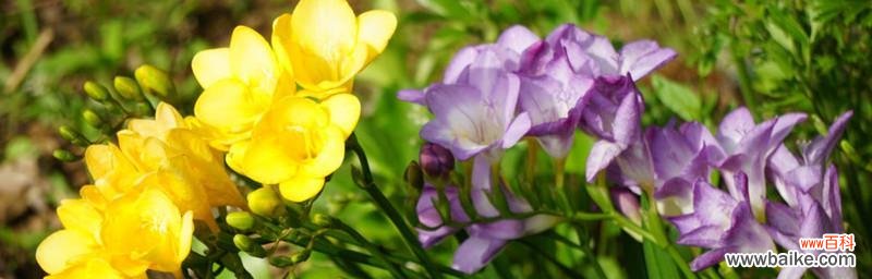 探索小苍兰花语的深层寓意及其心灵感受 小苍兰花语的象征与寓意