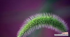 用小草勾勒人生价值 小草的坚韧生命力和奋斗精神