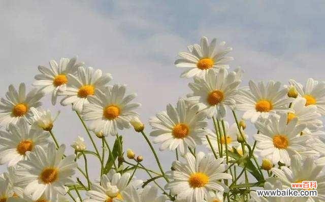 探秘小雏菊的隐藏情感语言 小雏菊的花语与象征意义