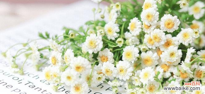 探秘小雏菊的隐藏情感语言 小雏菊的花语与象征意义