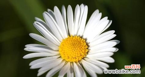 探秘小雏菊的隐藏情感语言 小雏菊的花语与象征意义