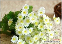 解读小雏菊的深刻寓意 小雏菊的花语与含义