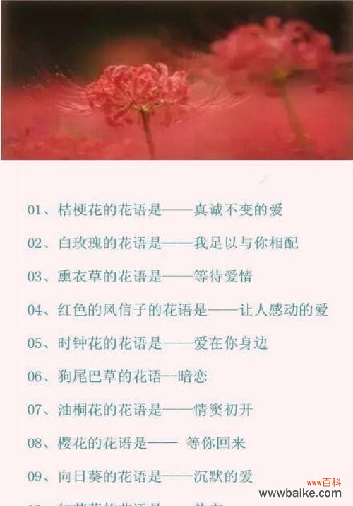 绣球花的花语和寓意解读 绣球花的花语与寓意——传递美好与祝福