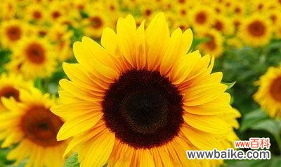 探索向日葵的象征与意义 向日葵的花语与寓意