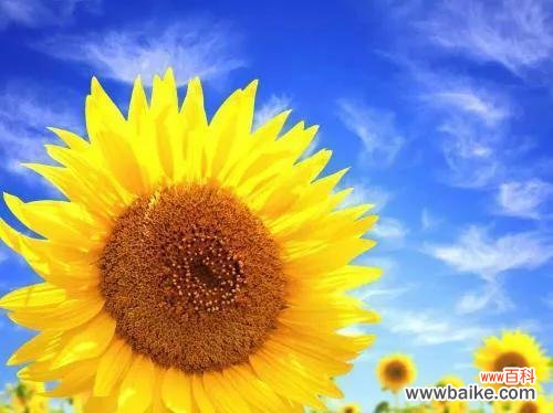 探索向日葵的象征与意义 向日葵的花语与寓意