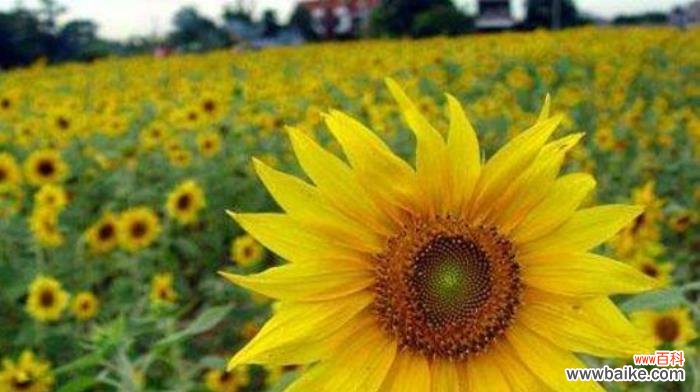 探索向日葵的象征与意义 向日葵的花语与寓意