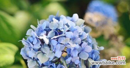 探寻绣球花的象征意义及文化内涵 绣球花的花语与寓意