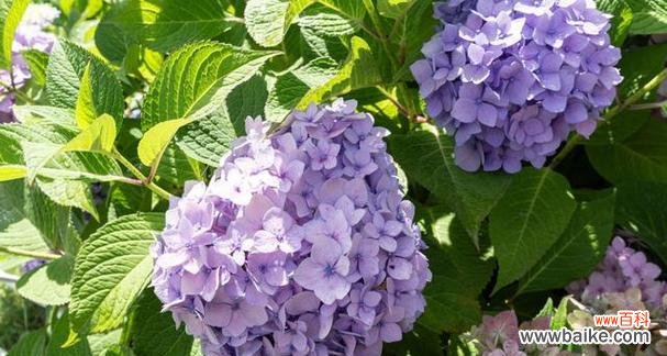探寻绣球花的象征意义及文化内涵 绣球花的花语与寓意