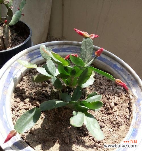 探索蟹爪兰背后的花语与象征意义 蟹爪兰花语象征与寓意的深层含义