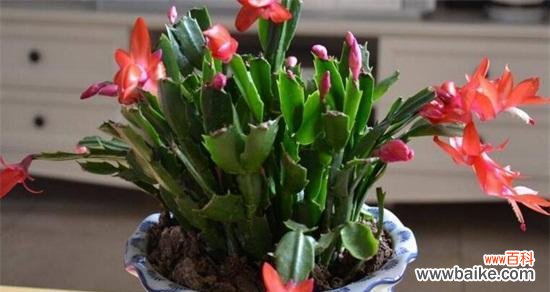 探索蟹爪兰背后的花语与象征意义 蟹爪兰花语象征与寓意的深层含义