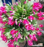 探索蟹爪兰背后的花语与象征意义 蟹爪兰花语象征与寓意的深层含义