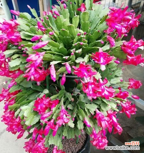 探索蟹爪兰背后的花语与象征意义 蟹爪兰花语象征与寓意的深层含义