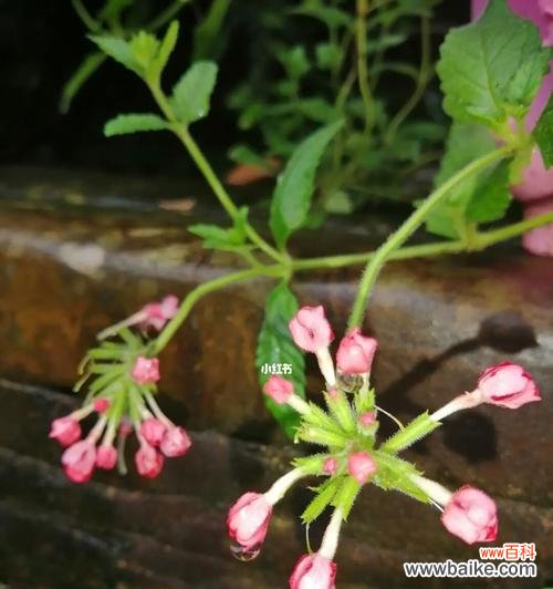 探究美人樱的文化背景和象征意义,领略花海的魅力 美人樱的花语与意义