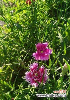 探究美人樱的文化背景和象征意义,领略花海的魅力 美人樱的花语与意义